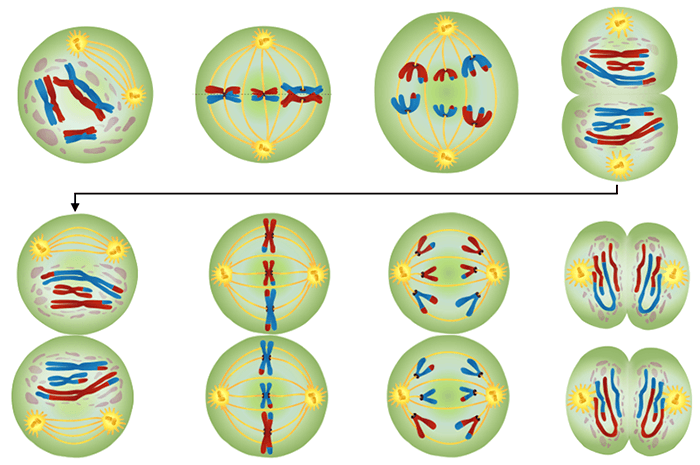 Stages of meiosis activity answer key