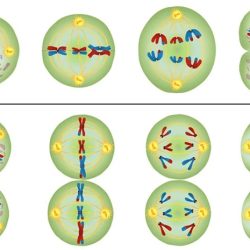 Meiosis mitosis answer key worksheet answers steps stages worksheeto chart via cycle cell