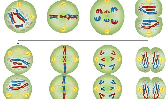 Meiosis mitosis answer key worksheet answers steps stages worksheeto chart via cycle cell