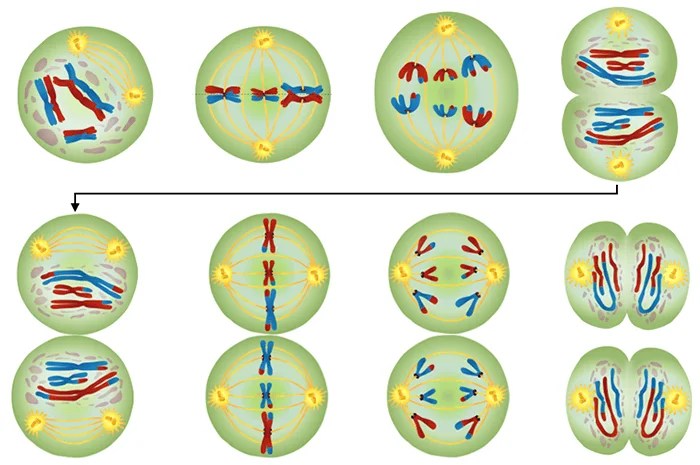 Meiosis mitosis answer key worksheet answers steps stages worksheeto chart via cycle cell