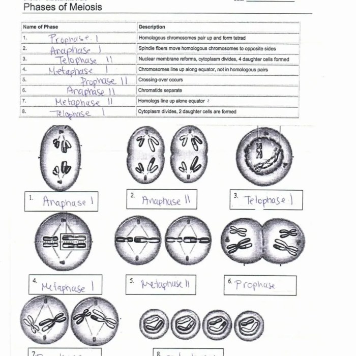 Stages of meiosis activity answer key